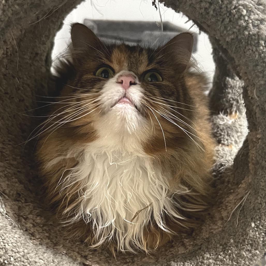 Enlarge Birdie, a Adoptable Domestic Long Hair in Brighton, MO image 2/4