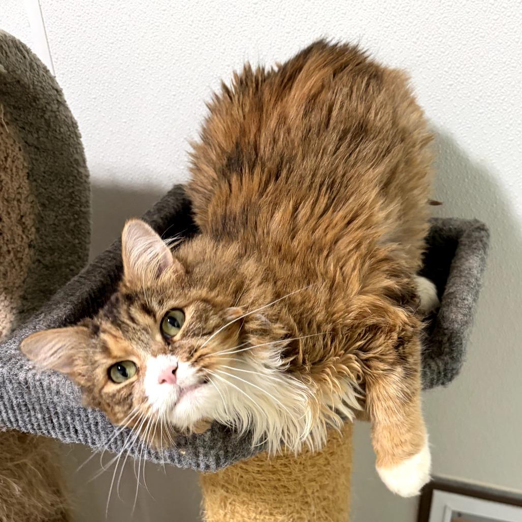 Enlarge Birdie, a Adoptable Domestic Long Hair in Brighton, MO image 3/4