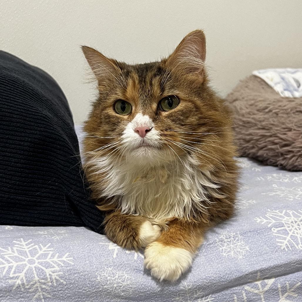 Enlarge Birdie, a Adoptable Domestic Long Hair in Brighton, MO image 4/4
