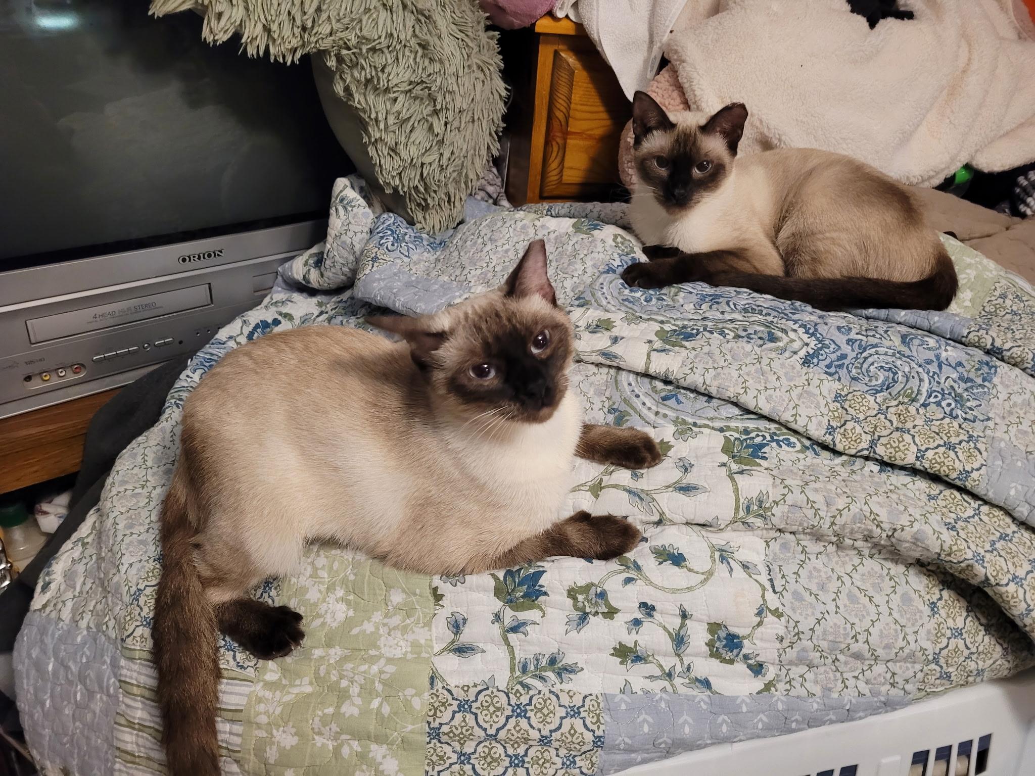 Habanero thumbnail 3