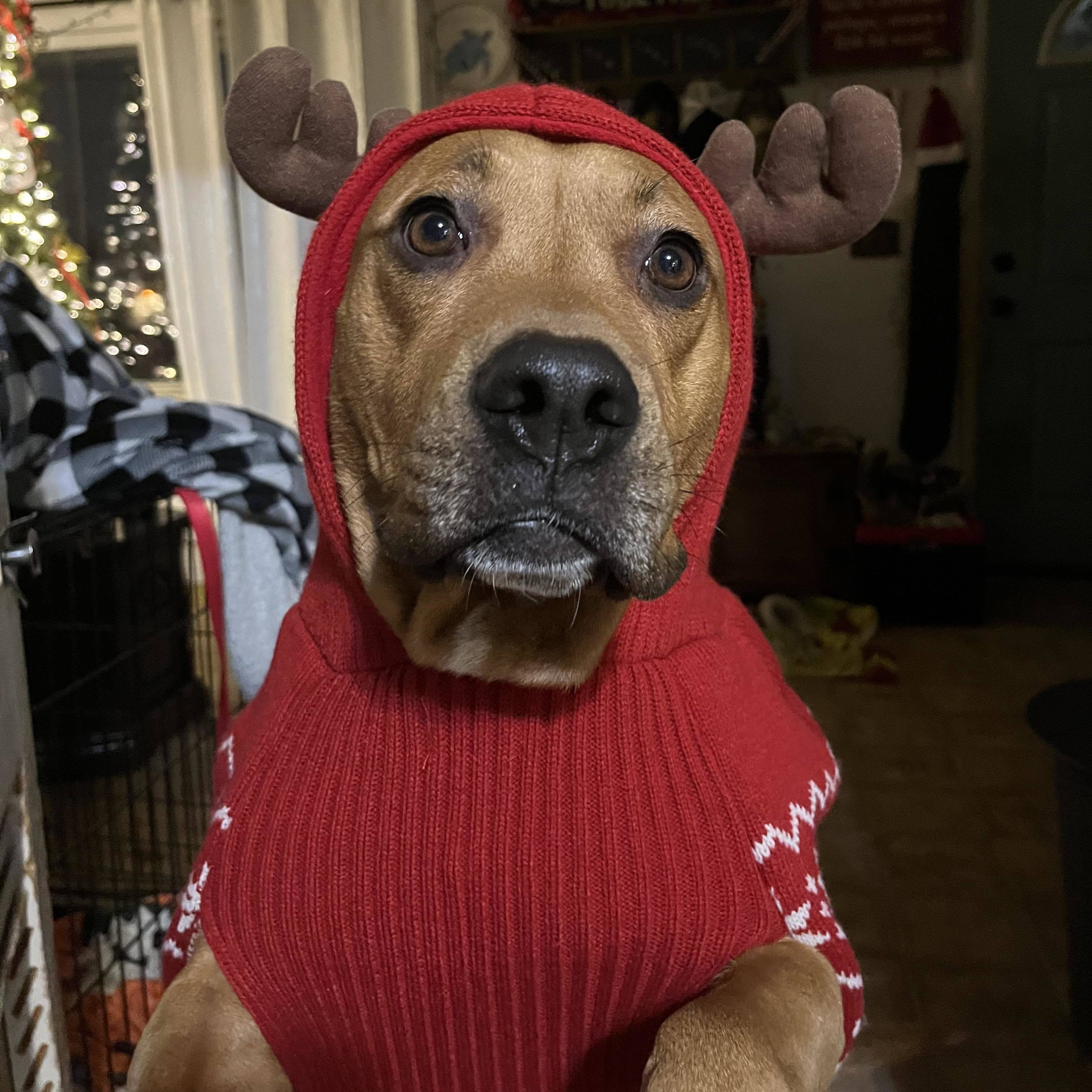 Enlarge Mona, a Adopted mixed breed in Farmingdale, NJ image 2/5