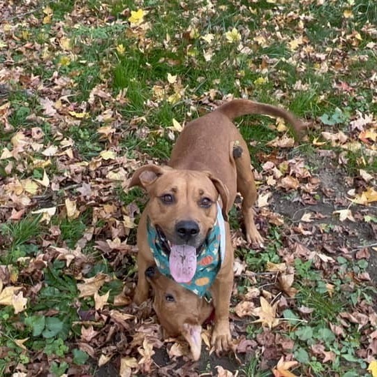 Enlarge Mona, a Adopted mixed breed in Farmingdale, NJ image 3/5