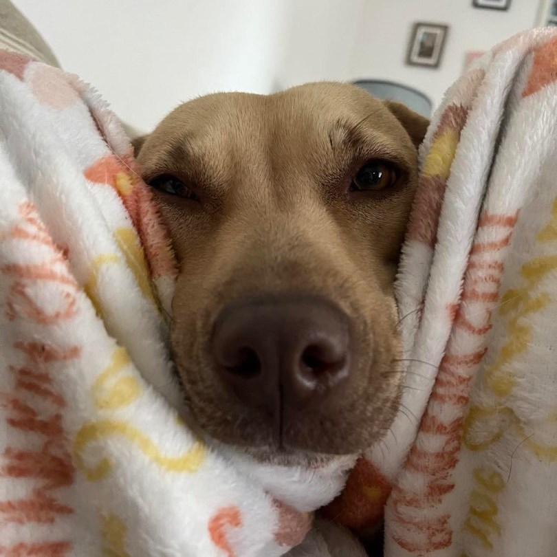 Enlarge Mona, a Adopted mixed breed in Farmingdale, NJ image 5/5