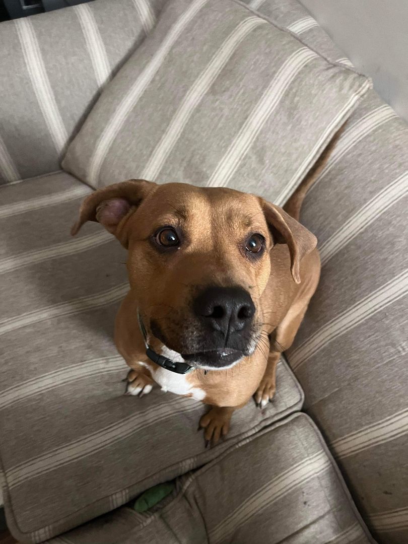 Mona, Adopted, Adult Female Hound.