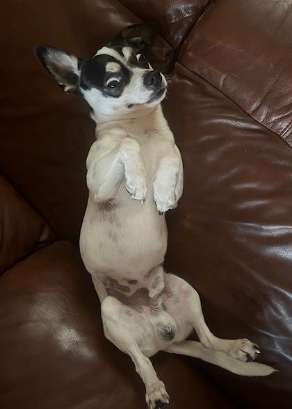 Goku — thumbnail 2