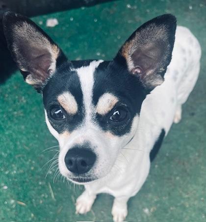 Goku — thumbnail 3