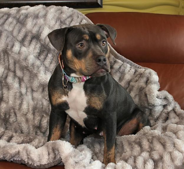 Snow White, a Adoptable mixed breed in Sioux Falls, SD image 2/5