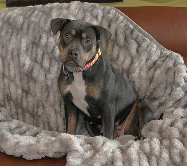 Snow White, a Adoptable mixed breed in Sioux Falls, SD image 3/5