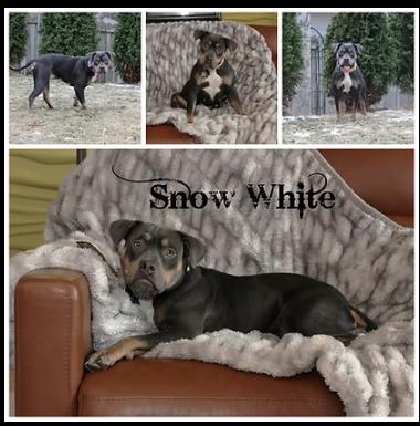 Snow White, a Adoptable mixed breed in Sioux Falls, SD image 1/5