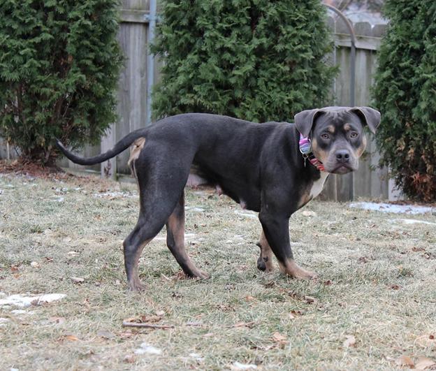 Snow White, a Adoptable mixed breed in Sioux Falls, SD image 4/5