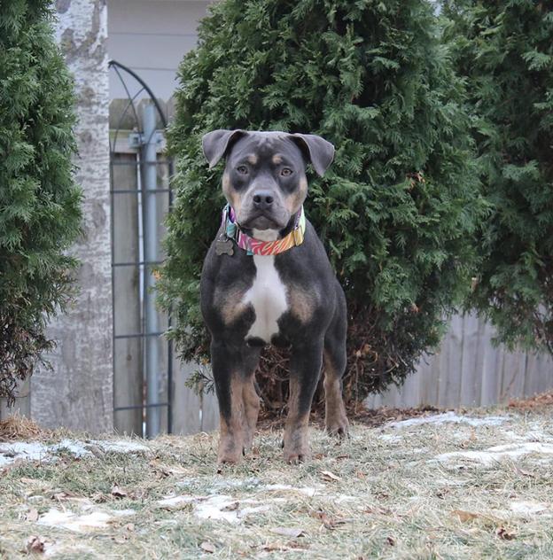 Snow White, a Adoptable mixed breed in Sioux Falls, SD image 5/5