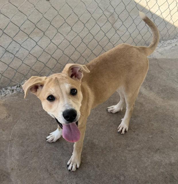 Enlarge Gamora, a Adoptable Shepherd in Carrollton, GA image 1/3