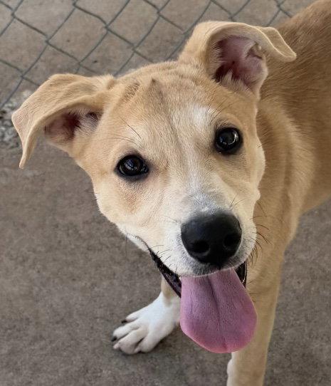 Enlarge Gamora, a Adoptable Shepherd in Carrollton, GA image 2/3