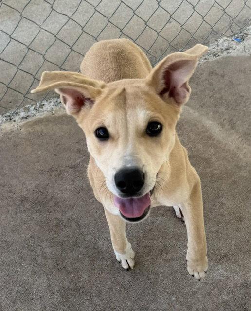 Enlarge Gamora, a Adoptable Shepherd in Carrollton, GA image 3/3
