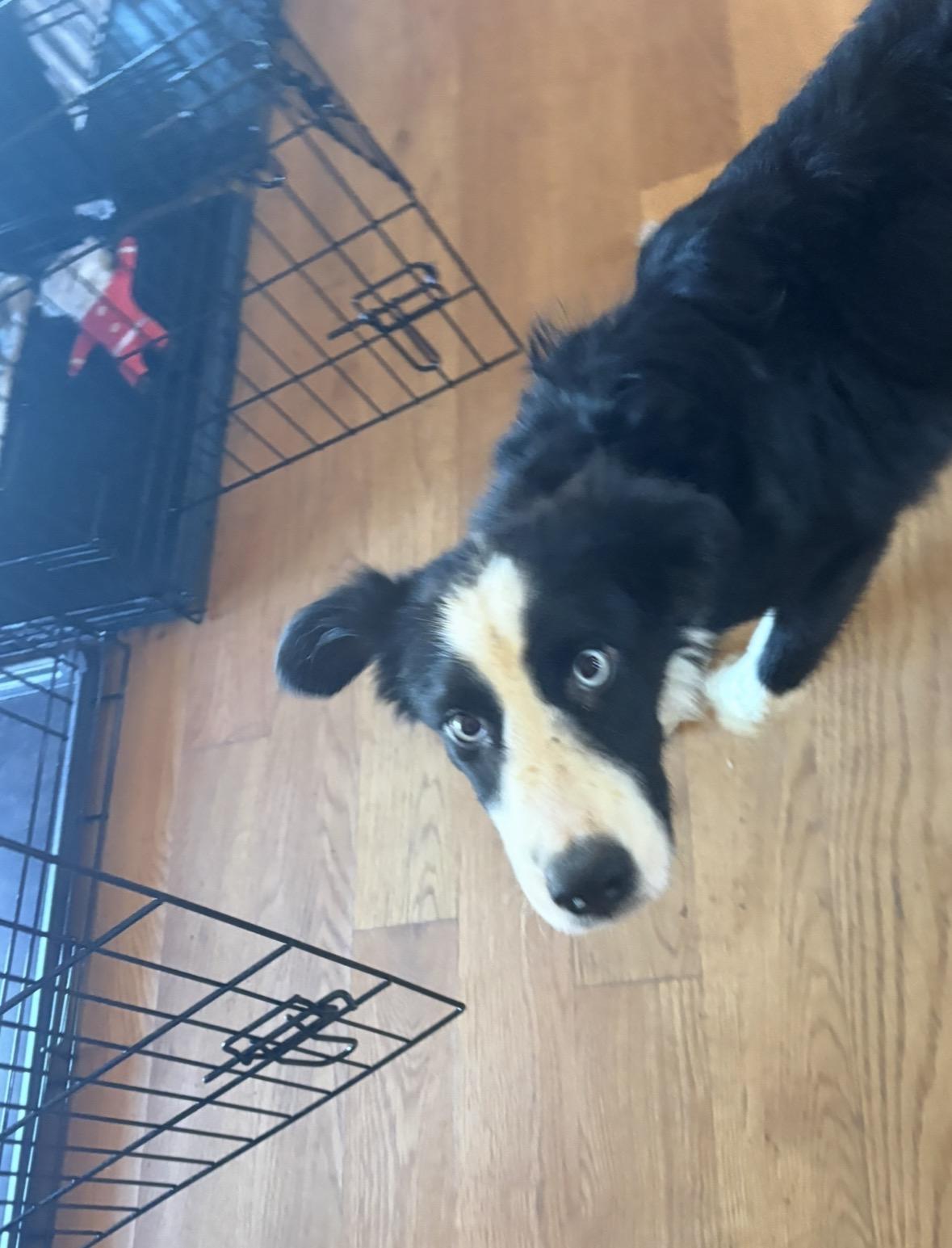 Goose , an adopted mixed breed in Williamston, SC image 2/5