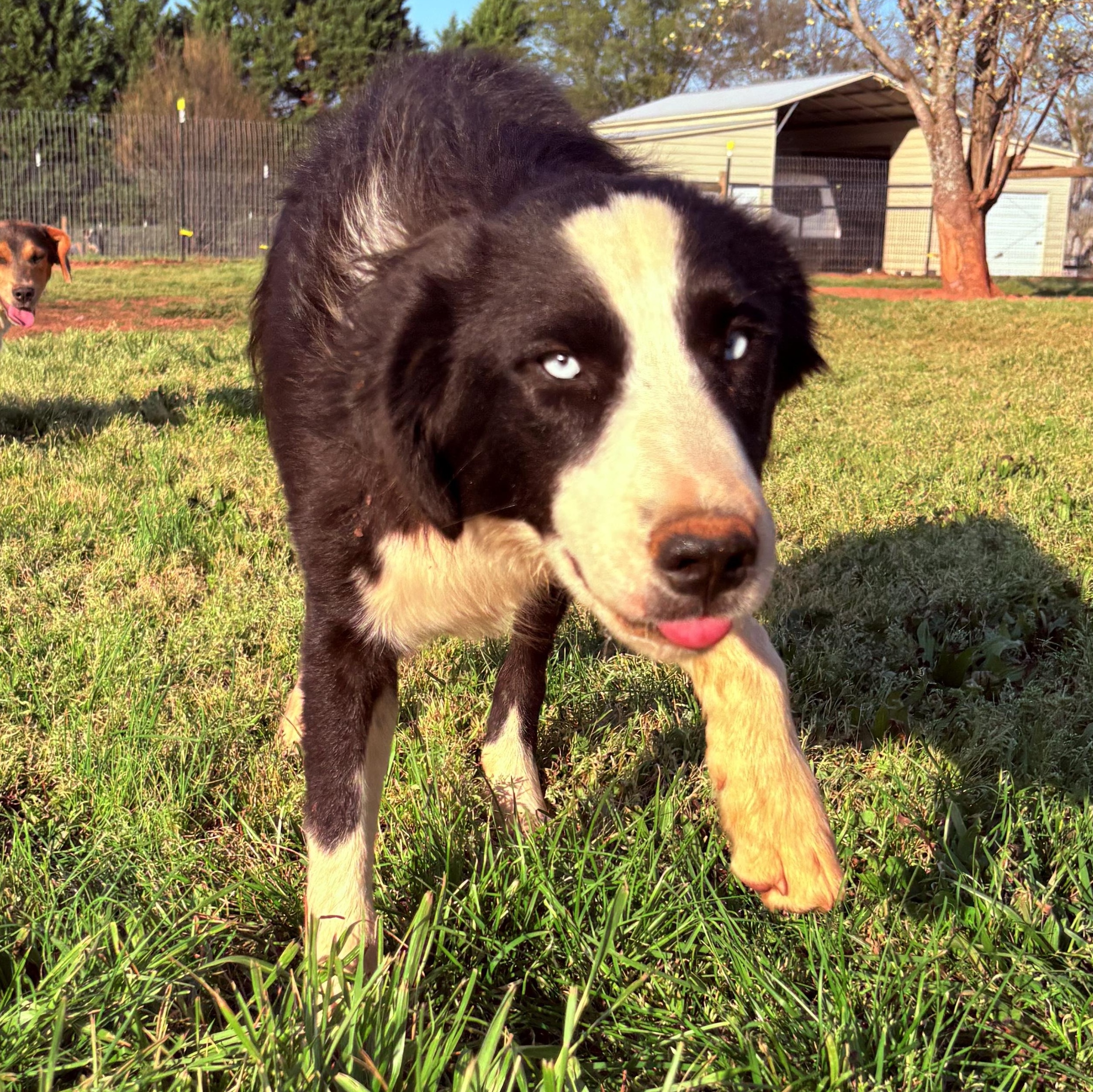 Goose , an adopted mixed breed in Williamston, SC image 5/5