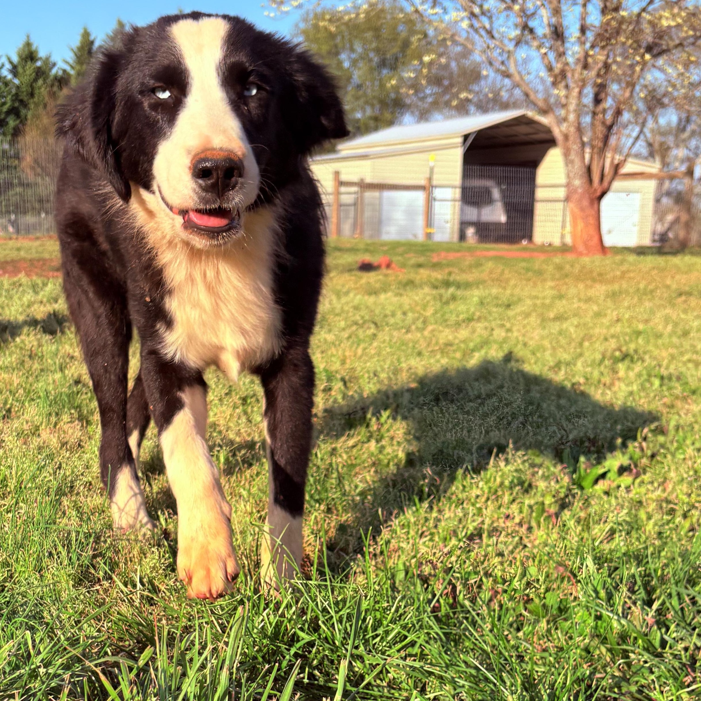 Goose , an adopted mixed breed in Williamston, SC image 3/5