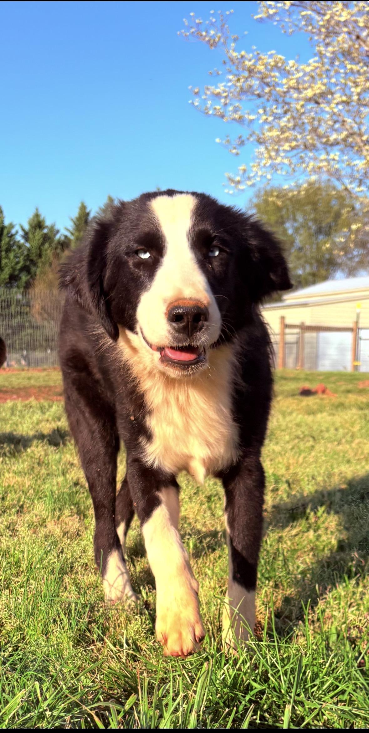 Goose , adopted, Young Male Border Collie & Australian Shepherd.