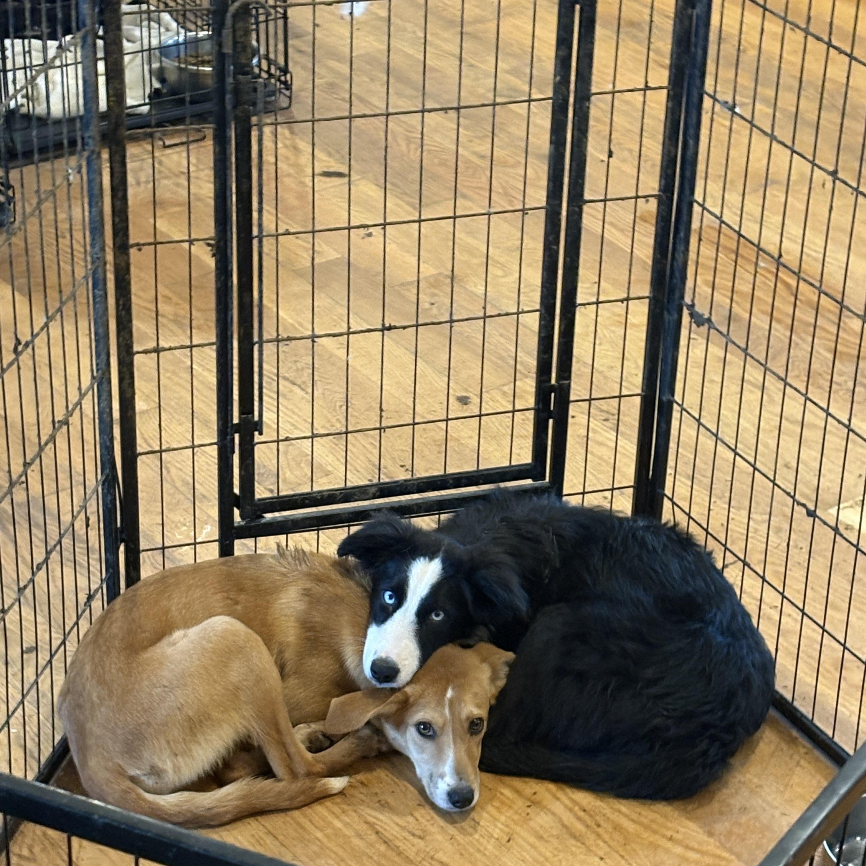 Goose , an adopted mixed breed in Williamston, SC image 4/5