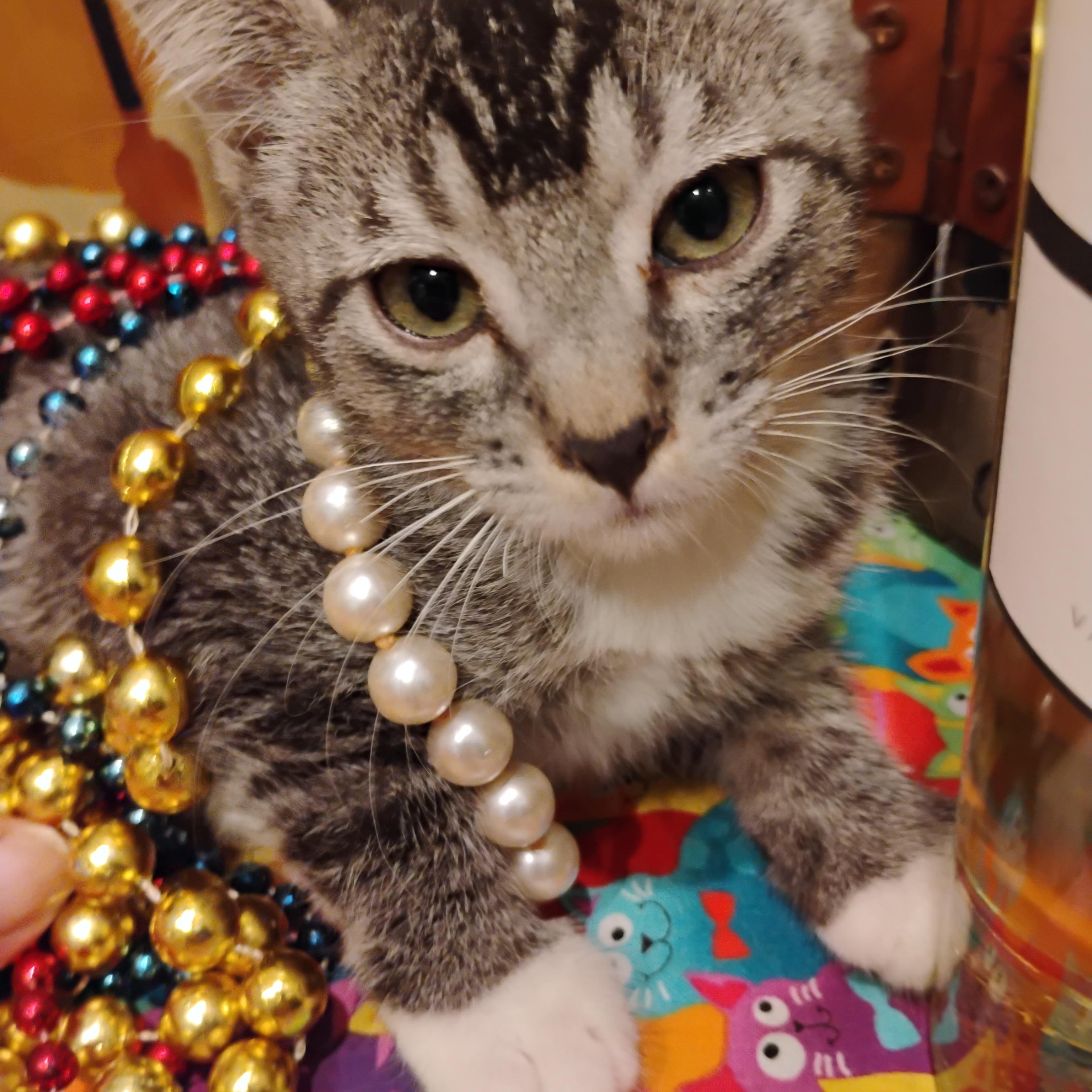 Enlarge masterpiece m 2lb handraised, a ADOPTABLE Tabby in Phoenix, AZ image 1/1