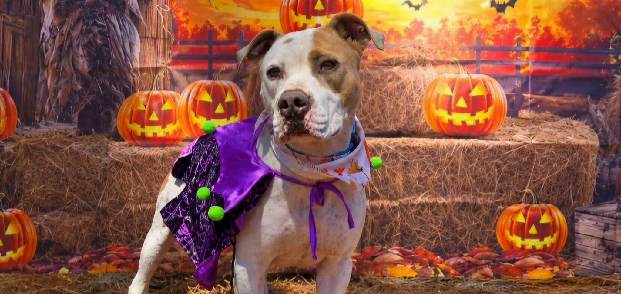 Hercules, Adoptable, Adult Male Staffordshire Bull Terrier & Pit Bull Terrier.