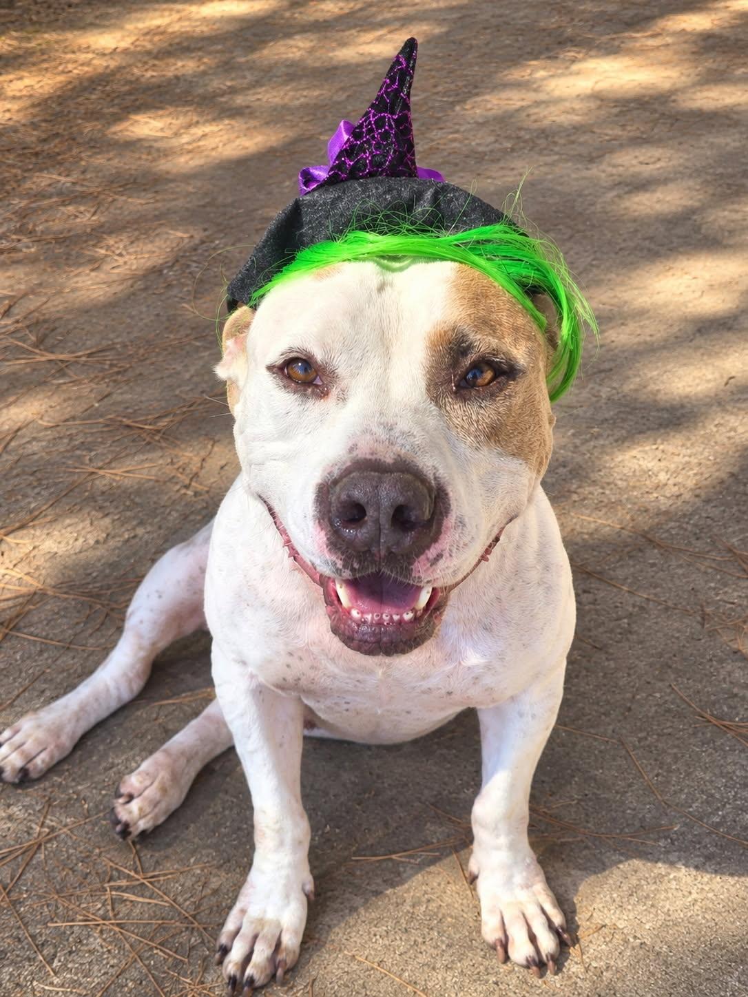 Enlarge Hercules, a Adoptable mixed breed in Willis, TX image 2/6