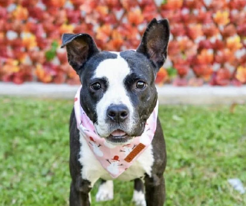 Orca, a ADOPTABLE American Staffordshire Terrier in Bethel, CT image 1/6