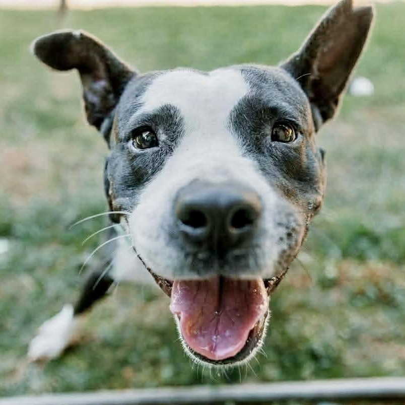 Orca, a ADOPTABLE American Staffordshire Terrier in Bethel, CT image 2/6