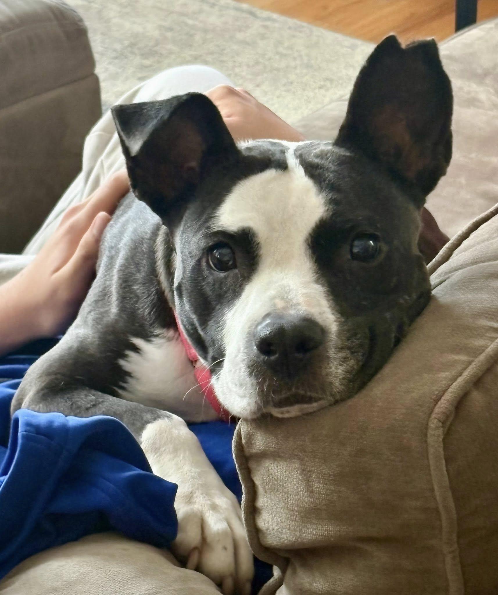 Enlarge Orca, a ADOPTABLE American Staffordshire Terrier in Bethel, CT image 2/6