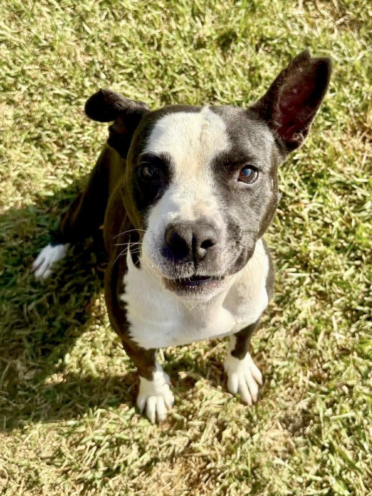 Orca, a ADOPTABLE American Staffordshire Terrier in Bethel, CT image 3/6