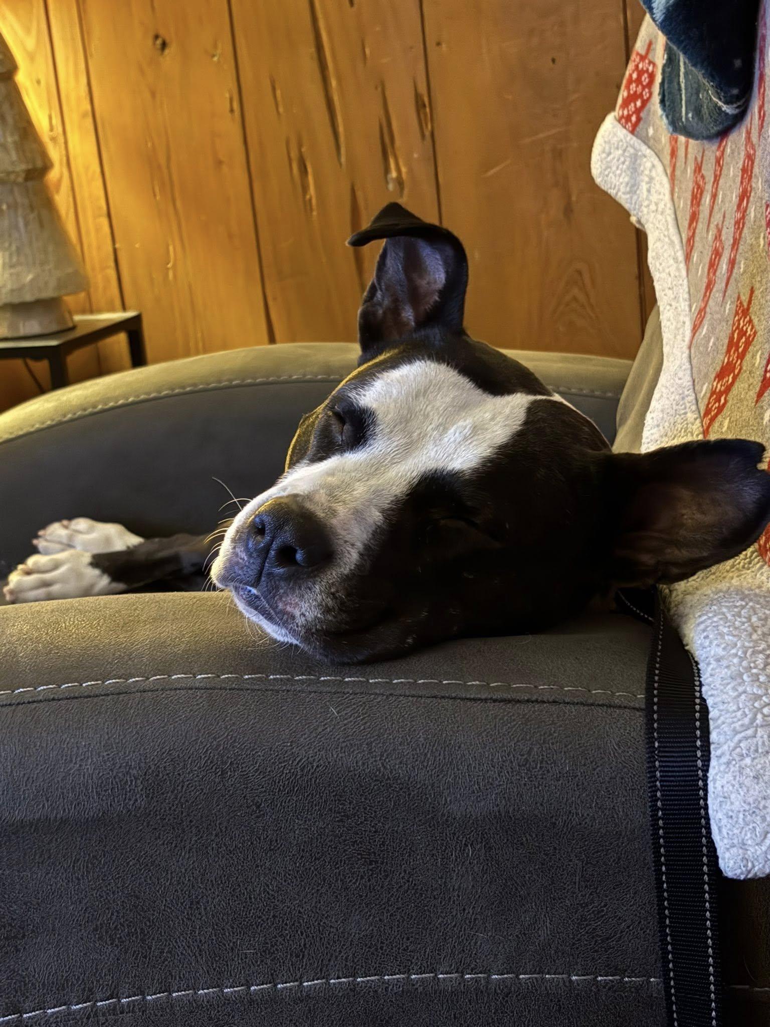 Enlarge Orca, a ADOPTABLE American Staffordshire Terrier in Bethel, CT image 4/6