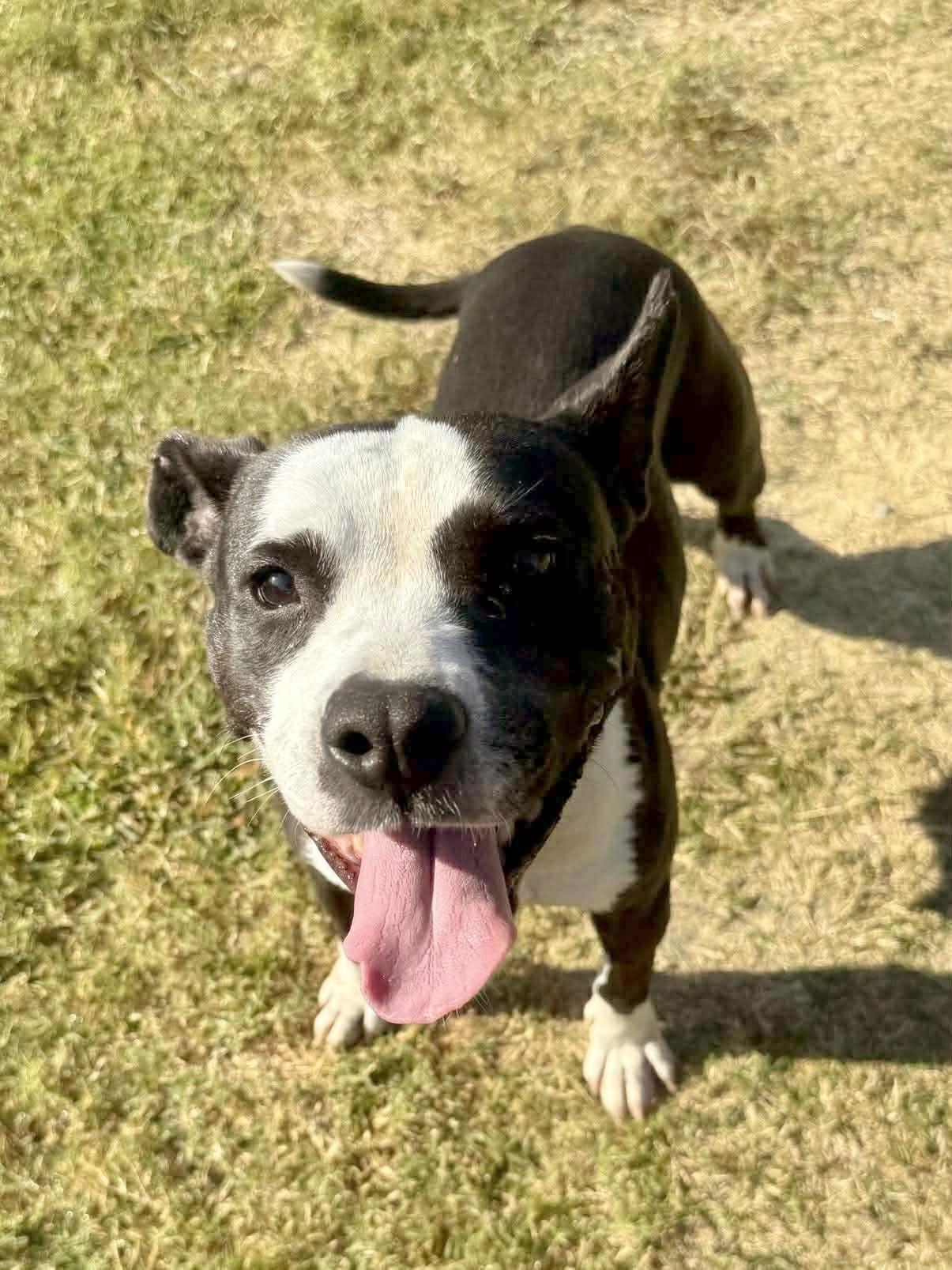Orca, a ADOPTABLE American Staffordshire Terrier in Bethel, CT image 4/6