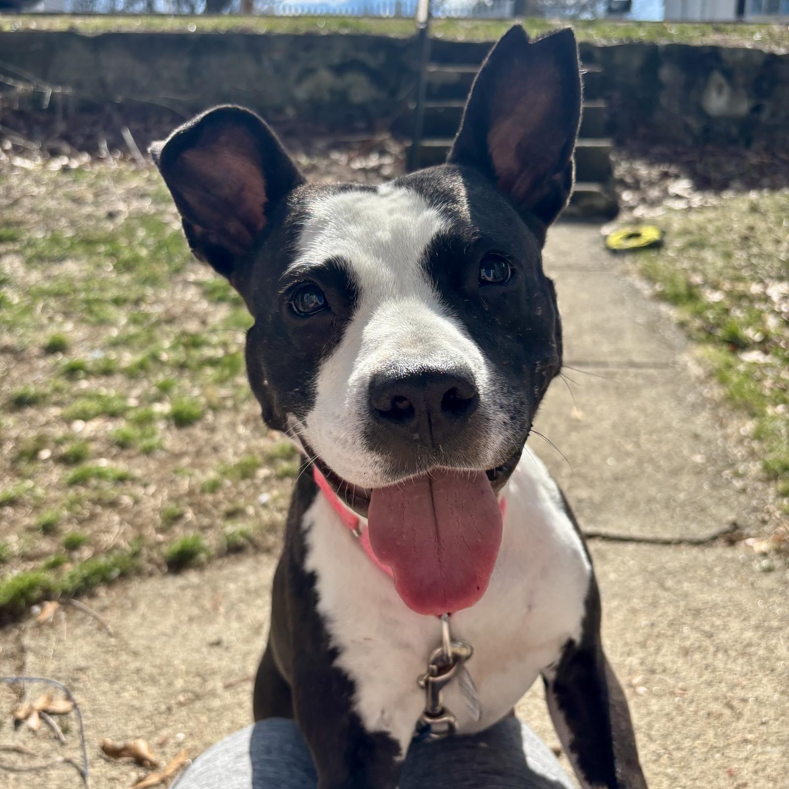 Orca, ADOPTABLE, Adult Female American Staffordshire Terrier.