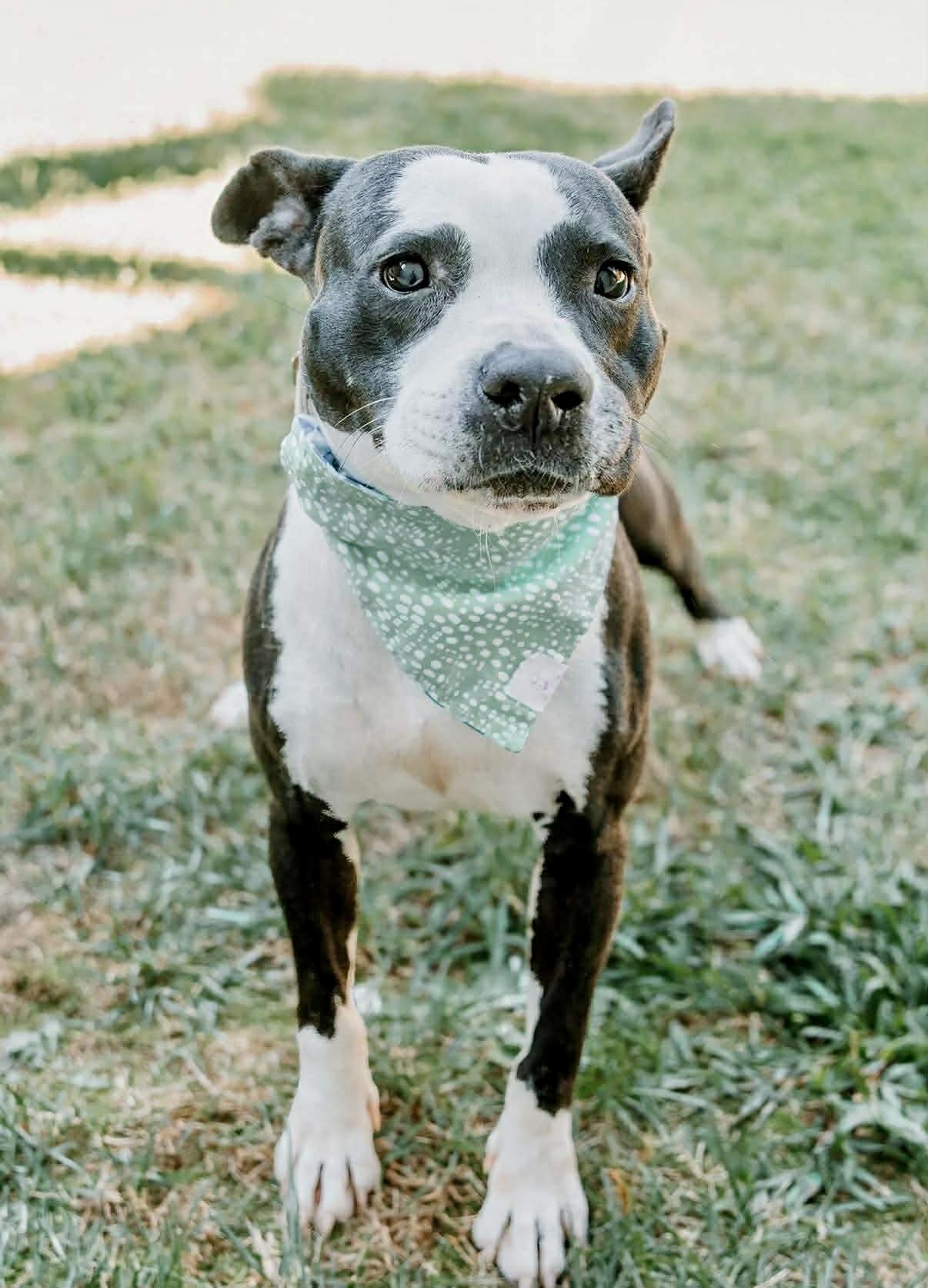 Orca, a ADOPTABLE American Staffordshire Terrier in Bethel, CT image 5/6