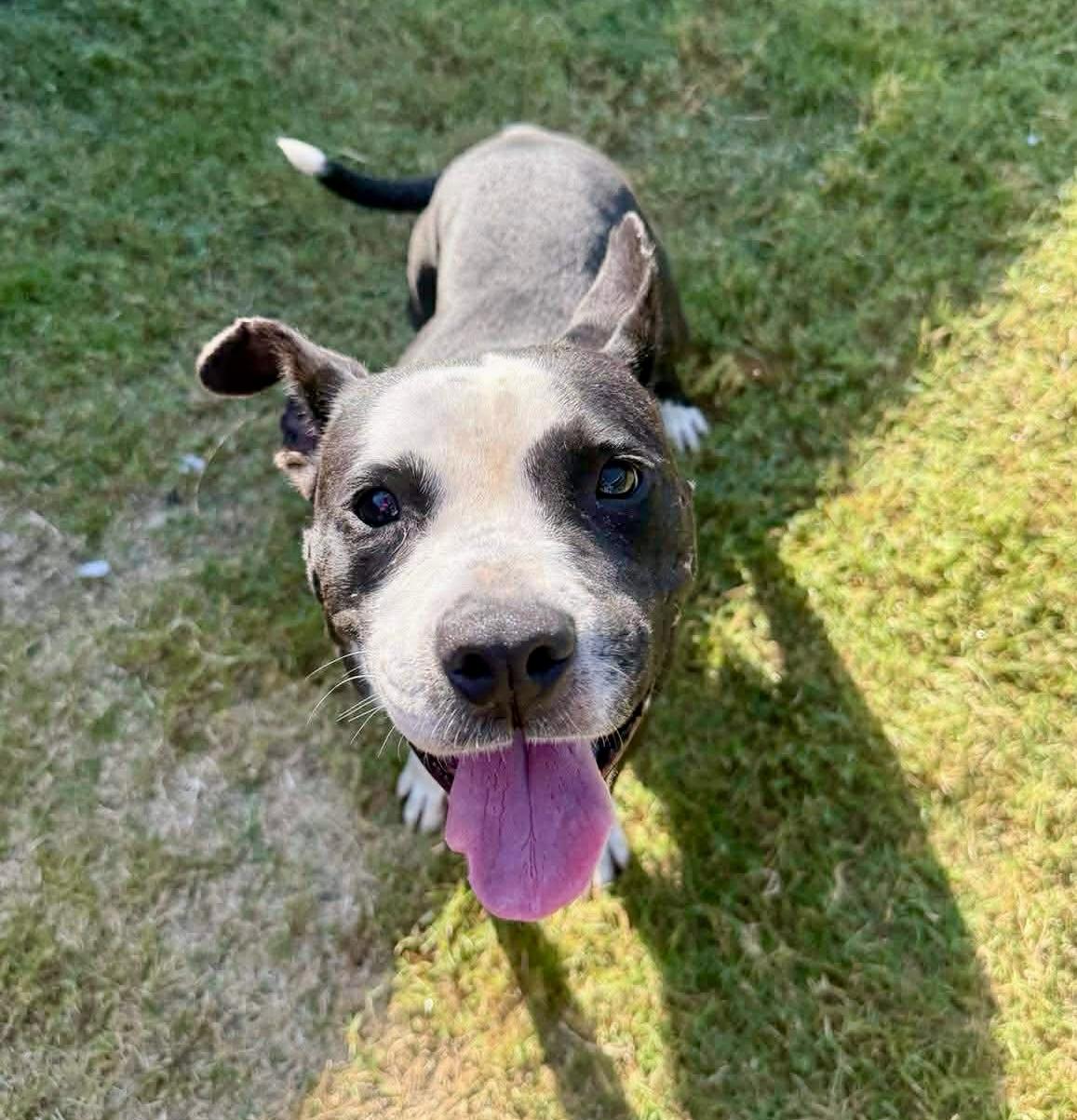 Orca, a ADOPTABLE American Staffordshire Terrier in Bethel, CT image 6/6