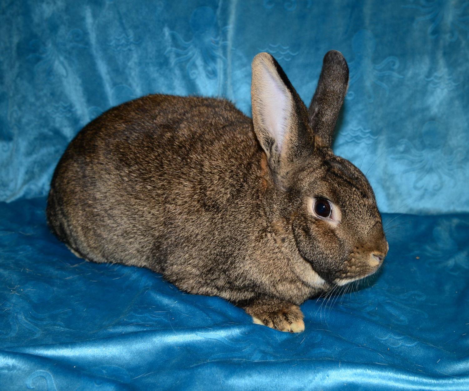 Sylvie and Quill, Adoptable, Adult Female Lionhead.