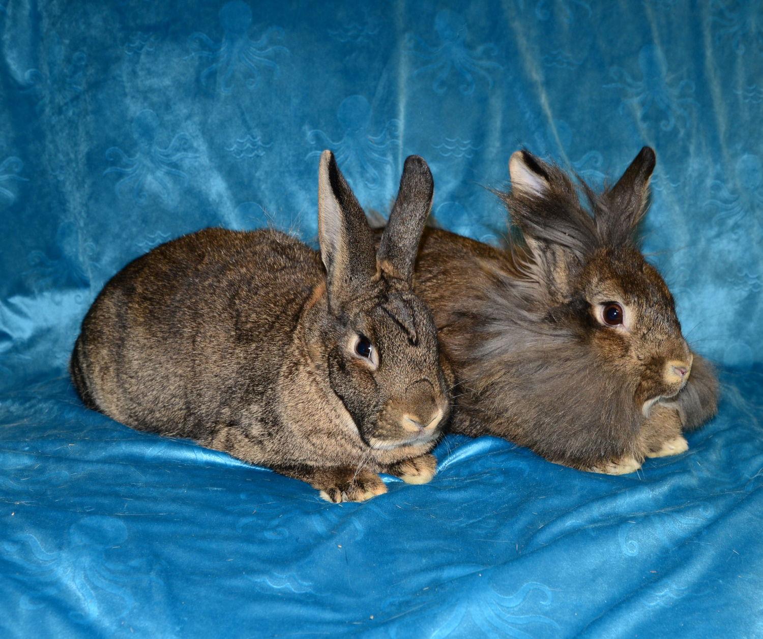 Sylvie and Quill, a Adoptable Lionhead in Chesterfield, MO image 2/3