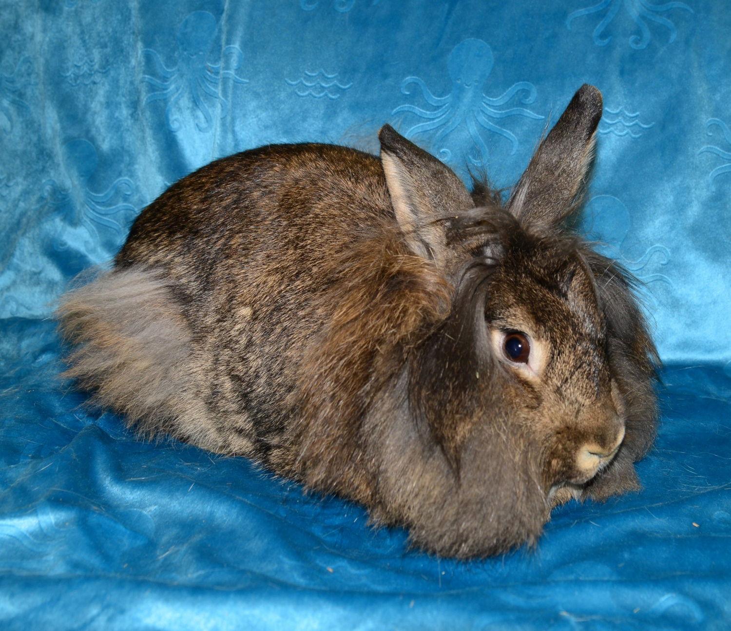 Sylvie and Quill, a Adoptable Lionhead in Chesterfield, MO image 3/3