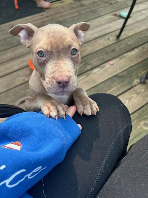 Ghost, Adopted, Puppy Male Pit Bull Terrier.