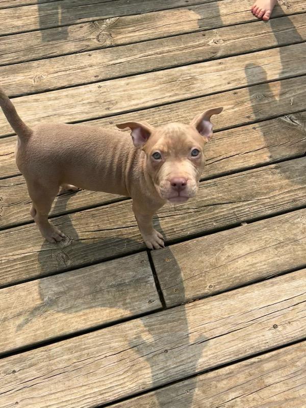 Enlarge Ghost, a Adopted Pit Bull Terrier in Belleville, MI image 2/3