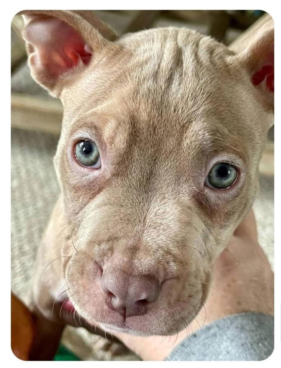 Enlarge Ghost, a Adopted Pit Bull Terrier in Belleville, MI image 3/3