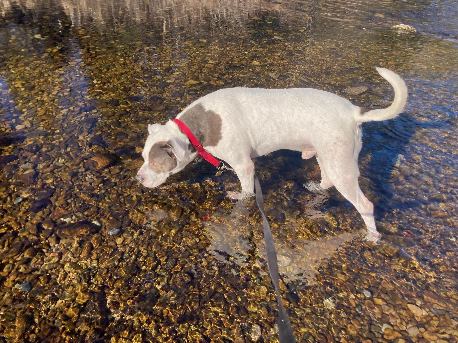 Enlarge Domino, an adoptable mixed breed in Kellogg, ID image 5/5