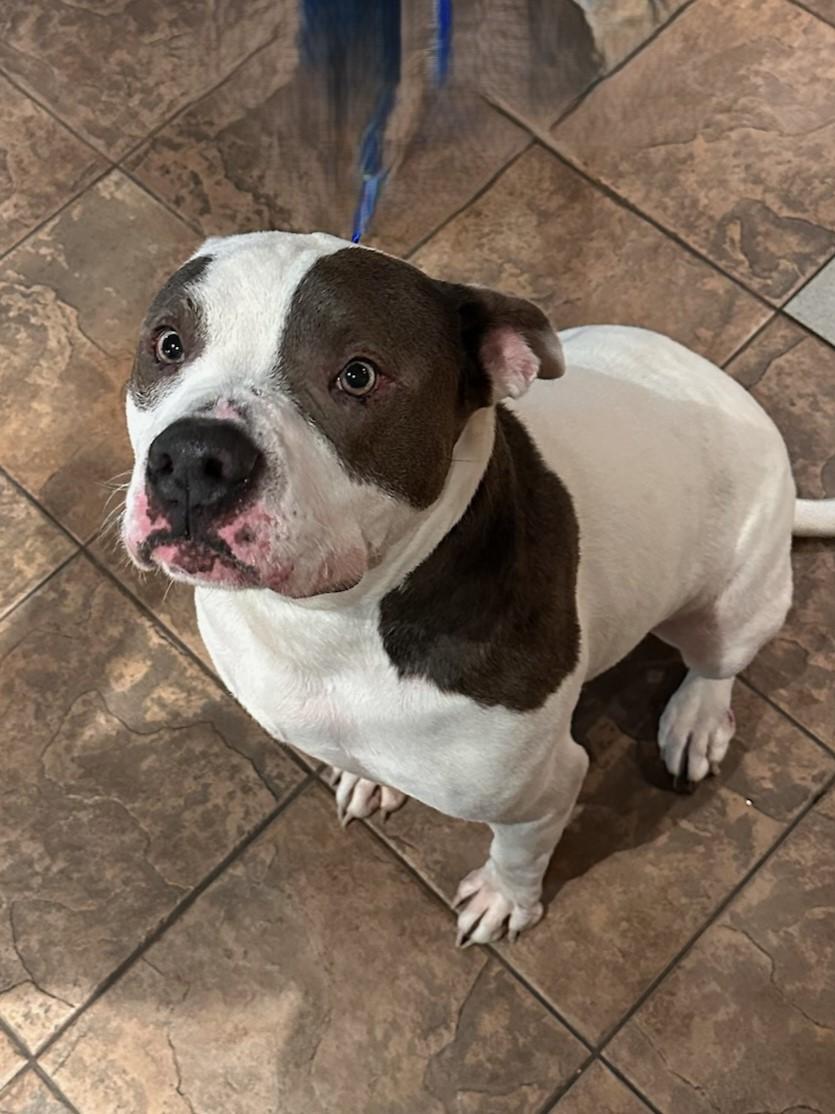 Enlarge Domino, an adoptable mixed breed in Kellogg, ID image 3/5