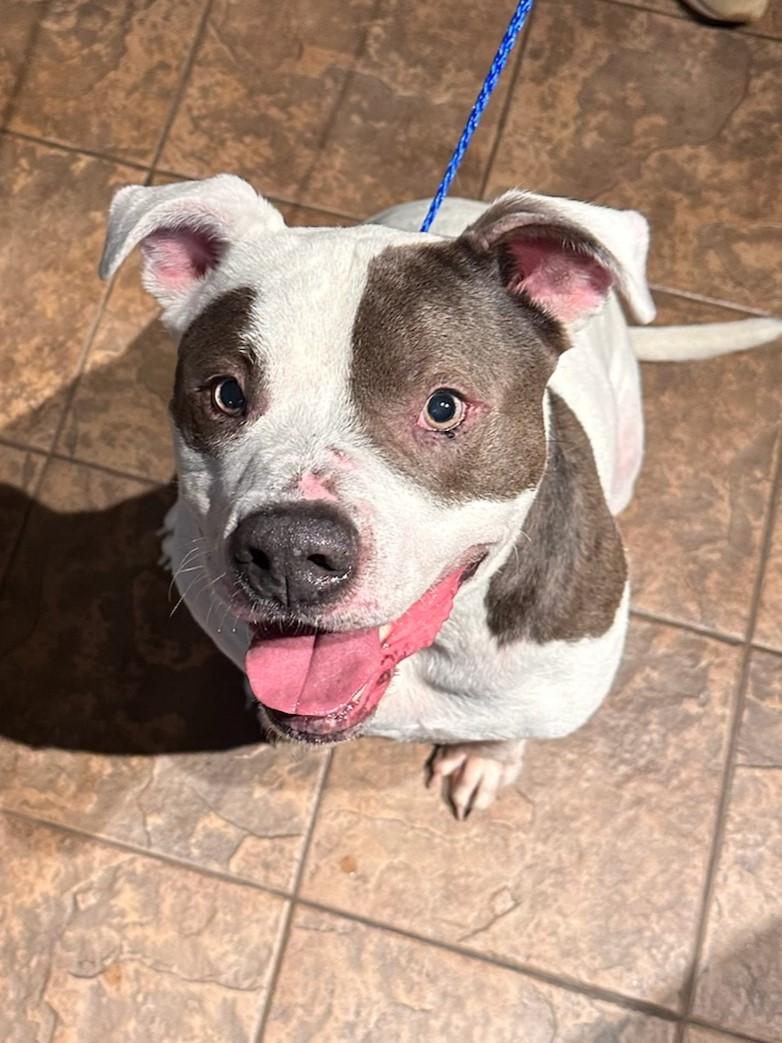 Enlarge Domino, an adoptable mixed breed in Kellogg, ID image 1/5