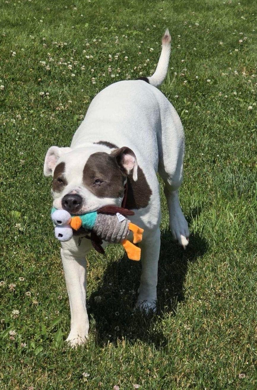 Domino, an adoptable mixed breed in Kellogg, ID image 2/6