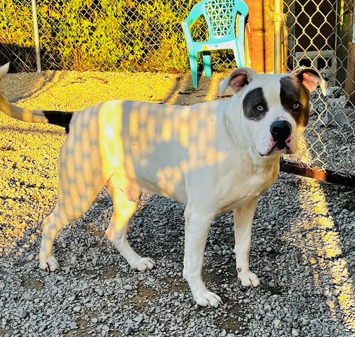 Enlarge Domino, an adoptable mixed breed in Kellogg, ID image 4/5