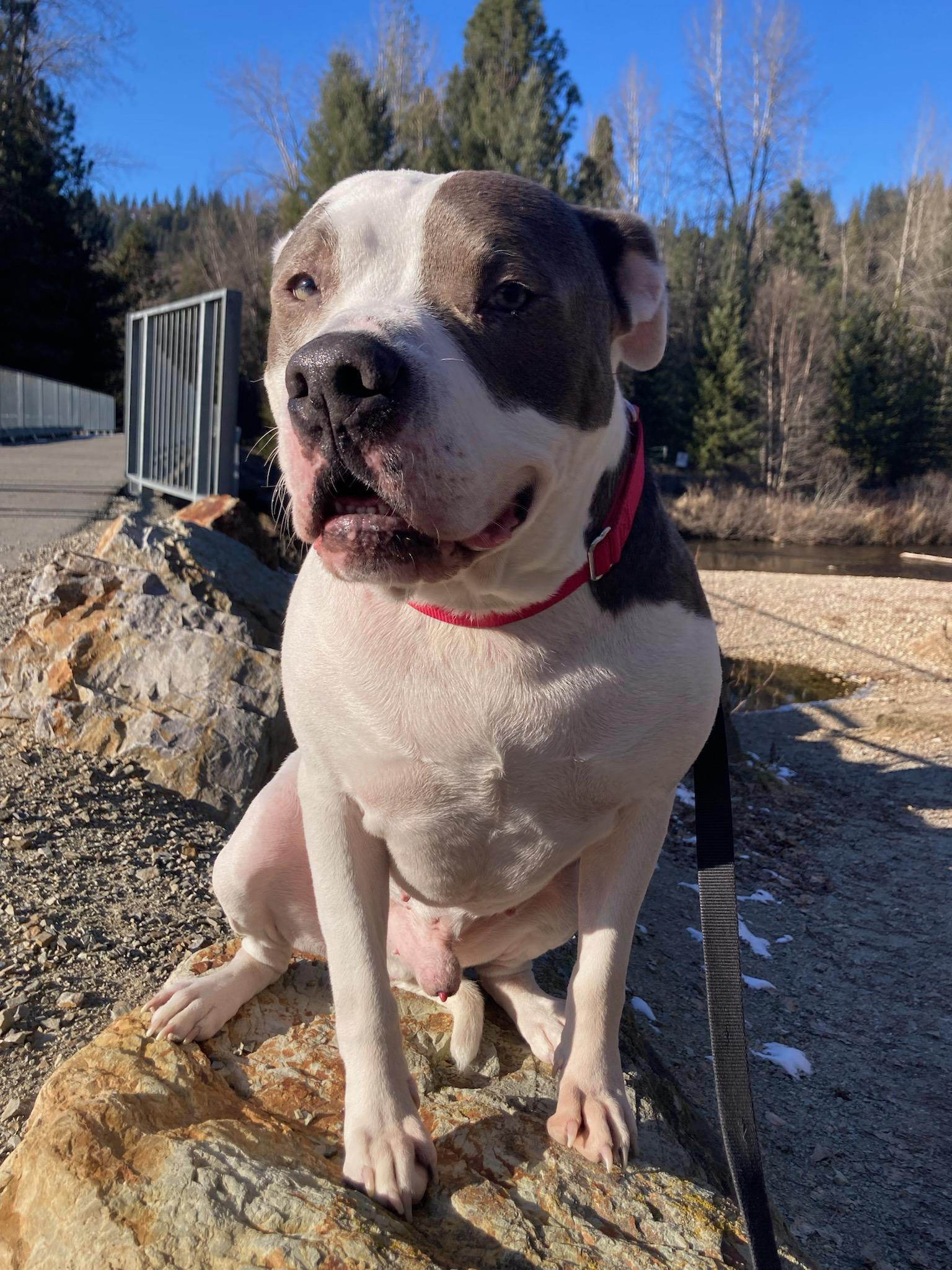 Enlarge Domino, an adoptable mixed breed in Kellogg, ID image 2/5