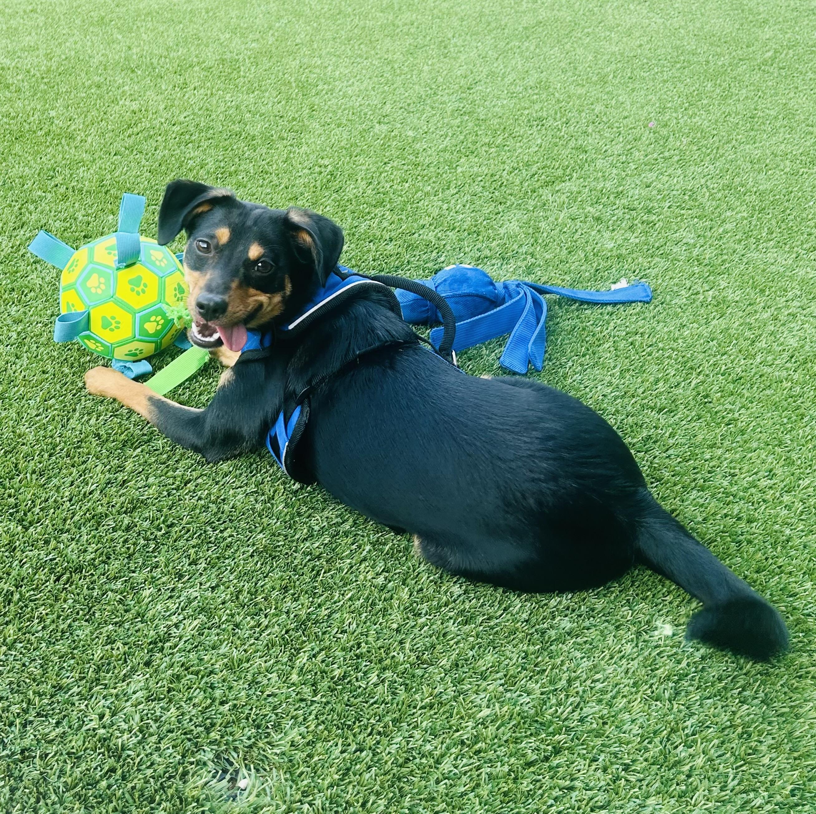 Enlarge Auggie, a Adoptable mixed breed in Benbrook, TX image 4/5