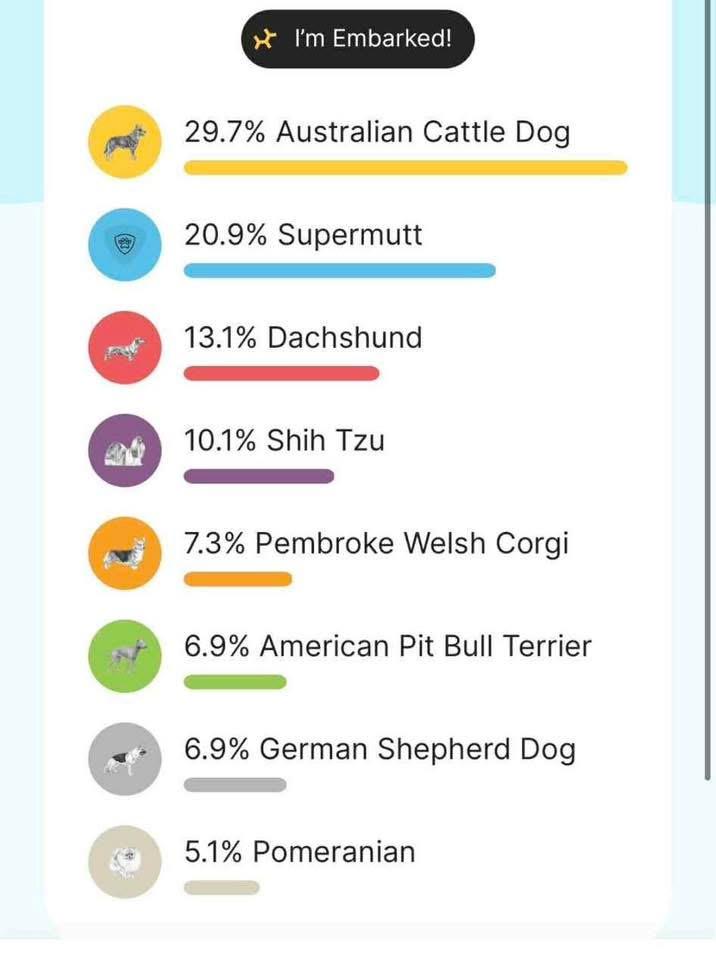 Enlarge Auggie, a Adoptable mixed breed in Benbrook, TX image 5/5