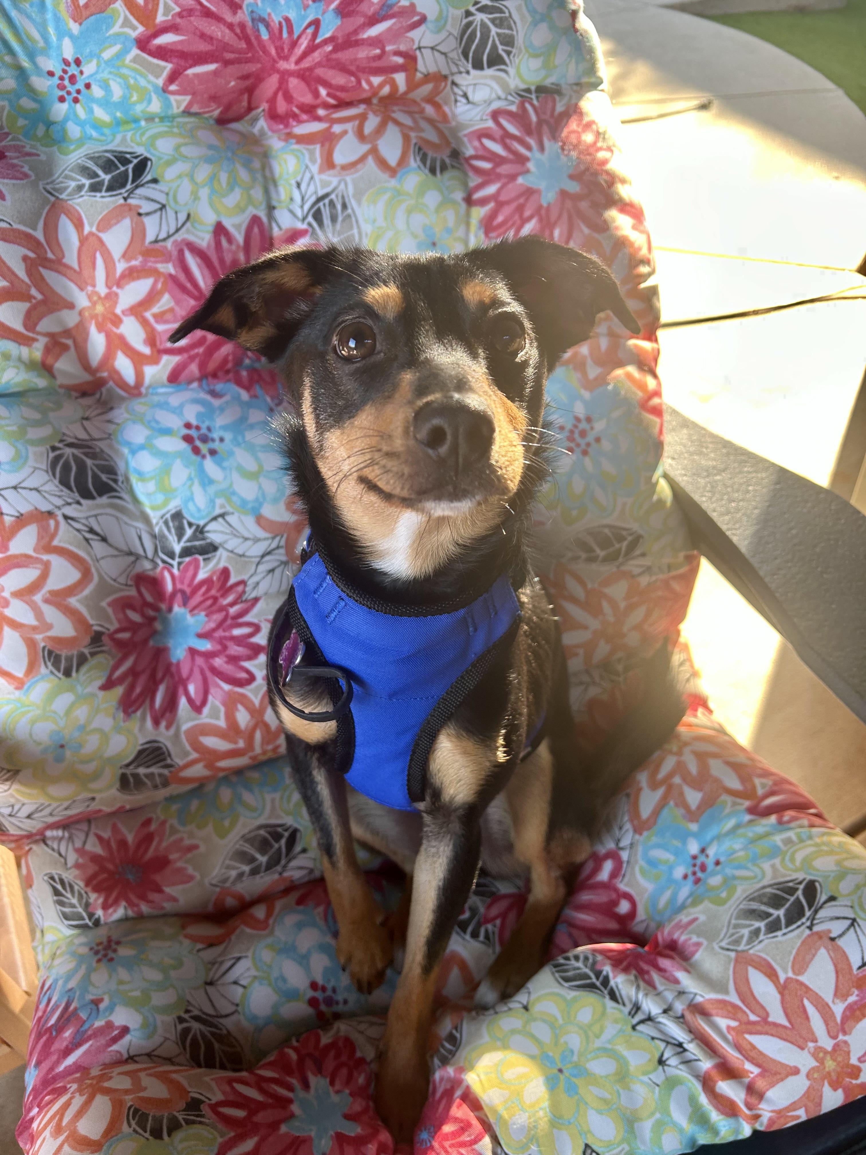 Enlarge Auggie, a Adoptable mixed breed in Benbrook, TX image 3/5